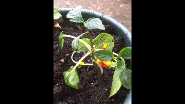 parrot flower 2 смотреть онлайн