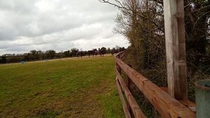 Dancing horses on the field. Танцы лошадей на поле.