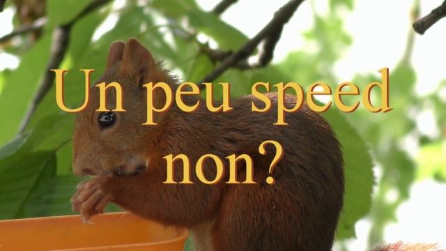 Panasonic HC-WX970 Slow motion. Ecureuil dans le cerisier смотреть онлайн