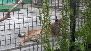 Красивые Рыси в парке Тайган. Lynx in Crimea