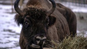 В Вольерный комплекс Гузерипль Кавказского заповедника привезли зубра