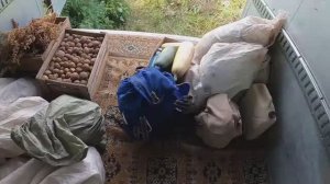 Сибирская картошка 2021. Суровая реальность владения огородом...