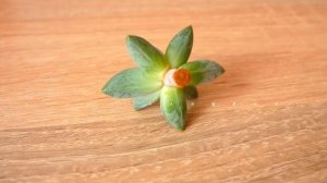 Суккуленты ВЫТЯНУЛИСЬ и ПОТЕРЯЛИ ФОРМУ. Омоложение суккулентов