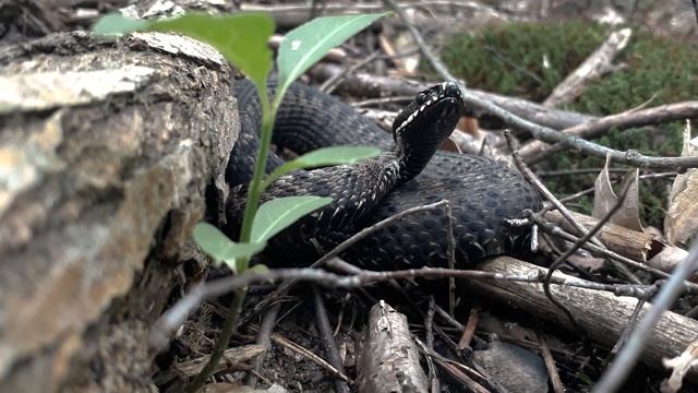 Нашел в лесу Европейскую гадюку обыкновенную смотреть онлайн