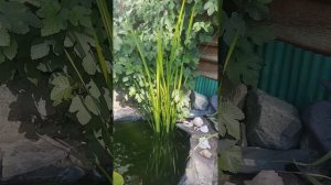 Какие растения посадить возле пруда? И в прудик декоративный! :)