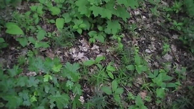 Обзор нового места для рыбалки (пруд в лиственном лесу) смотреть онлайн