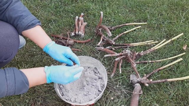 Размножение пиона обломками корней смотреть онлайн