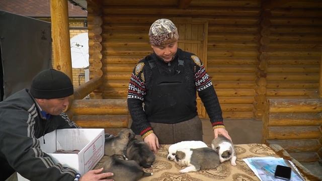 Щенки зверовых лаек. Первый помёт!
