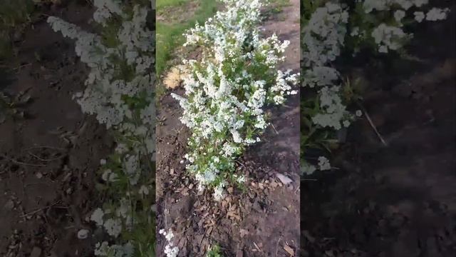 ЖИВАЯ ИЗГОРОДЬ- серая спирея- первый год цветения/ БЕЛЫЕ ТЮЛЬПАНЫ