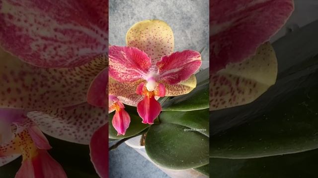 Phal. CY Kaleidoscope ? Орхидея бабочка Калейдоскоп | Домашнее цветение #orchids #orchid #flower