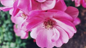 Роза Angela - первые три месяца после посадки (2021) #angela #rose