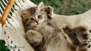 ॐ Джидду Кришнамурти  – Первая и последняя свобода аудиокнига