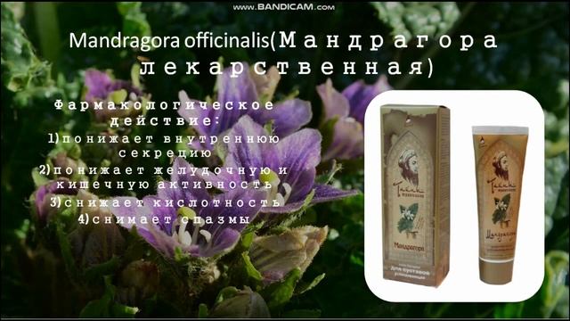 Лекция_ Семейство Пасленовые