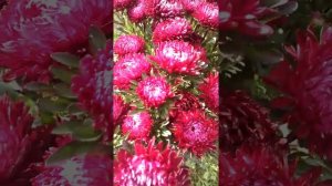 Бордовые Астры на срезку из своих семян. Сорт неизвестен.