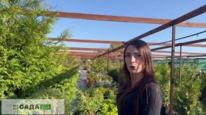 ЗАПАДНАЯ ТУЯ БОУЛИНГ БОЛЛ