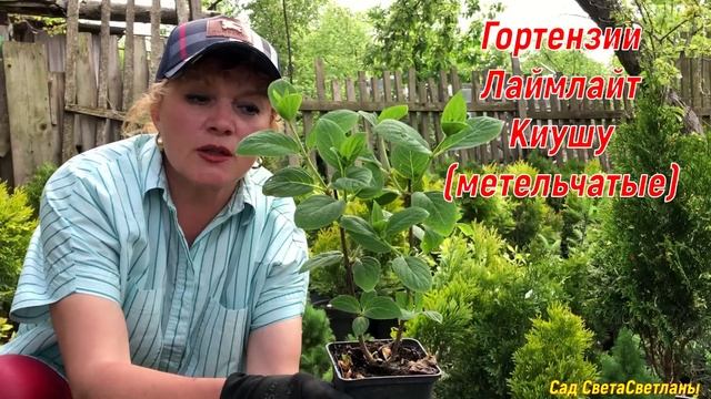 Продажа растений.Гортензия метельчатая Киушу,Лаймлайт,Бомбшел. Голубика Дюк,Патриот,Блюкроп,Чандлер