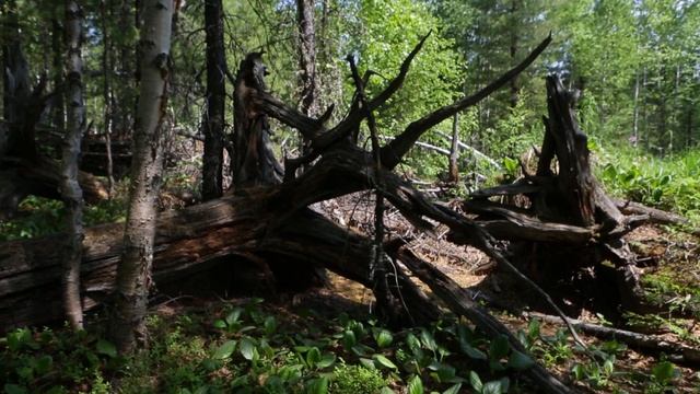 Таёжники Красного Чикоя смотреть онлайн