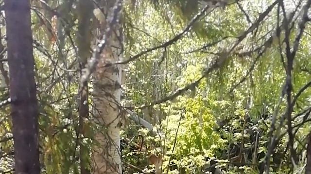 Добыли медведя. Охота на медведя в тайге с лайкой. смотреть онлайн