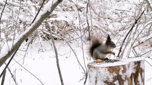 Маленькая белочка в большом лесу ?️ ?