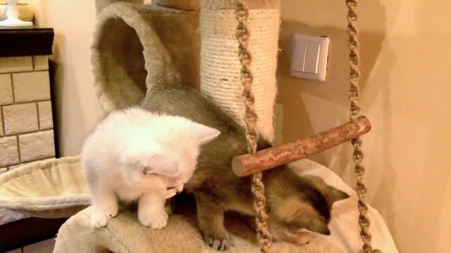 Британские золотые и серебристые шиншиллы смотреть онлайн