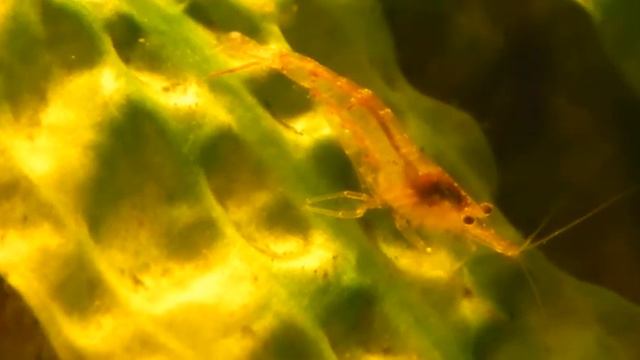 Аквариумные креветки. смотреть онлайн