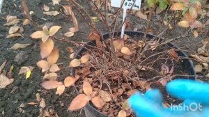 ОСЕННЯЯ ОБРЕЗКА МЕТЕЛЬЧАТЫХ ГОРТЕНЗИЙ ✂️