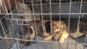 Собачий Рынок Одесса. ТОП 5 Пород Собак. Староконный Рынок. Продажа Собак и Кошек