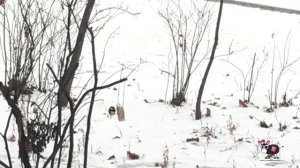 Съедобные кормушки для птиц своими руками (эко кормушки)