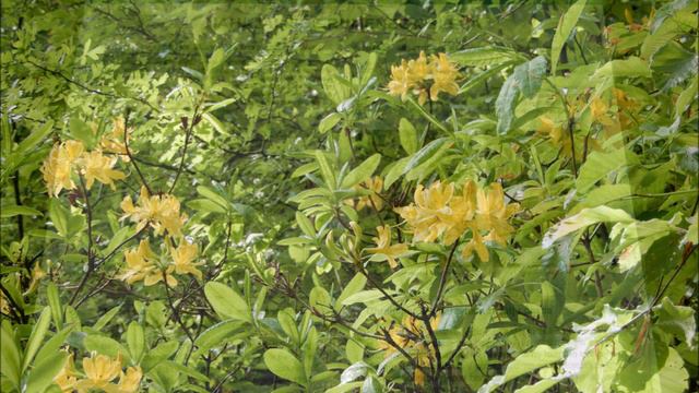 Boštanj - 7. 5. 2023 смотреть онлайн