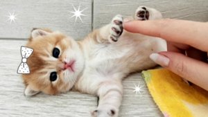 Массаж для крошечного котенка _ Мои любимые маленькие котята _ Милый котенок.