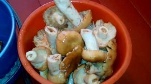 Заготовка грибов на зиму - Лисички и Бычки