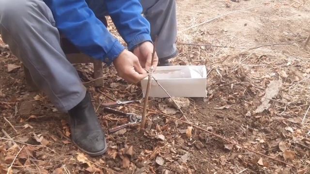 Прививка черешни на вишни. смотреть онлайн