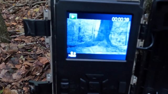 Кто погрыз фотоловушку? Проверка фотоловушек, лес, болота, осенний закат