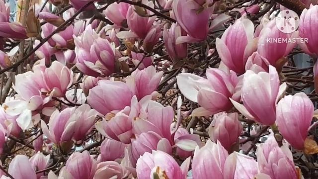 Лена Хеппи. смотреть онлайн