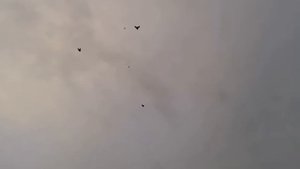 Николаевские голуби Сергея Коровина Воронежская обл.город Бобров.