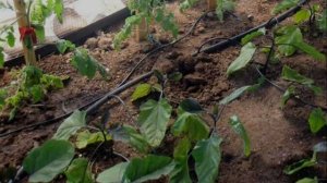 БАКЛАЖАН БЕЛАЯ ГРУША - БЕЛОПЛОДНЫЙ ВЫСОКОУРОЖАЙНЫЙ СРЕДНЕСПЕЛЫЙ СОРТ СО ВКУСОМ ШАМПИНЬЕНОВ