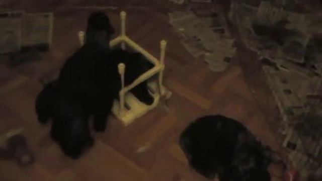 kennel of Bedlington Terriers "Airy Step" MOV349 смотреть онлайн