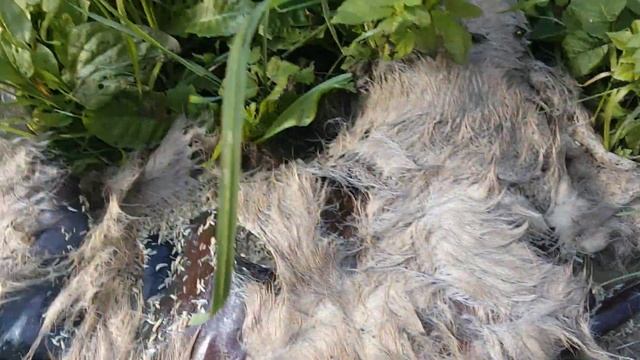 Дохлая кошка с опарышоми