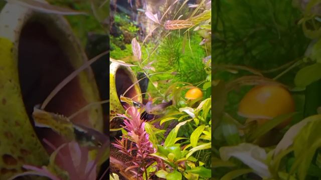 Брачные игры гуппи Эндлера #akwarium #aquarium #krewetkarium