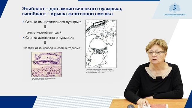 Эмбриональное развитие человека. Ранние этапы эмбриогенеза. Часть 2