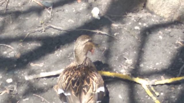 Утка со сломанным клювом смотреть онлайн