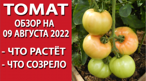 Томат. Обзор томатов в теплице на 09 августа 2022.
