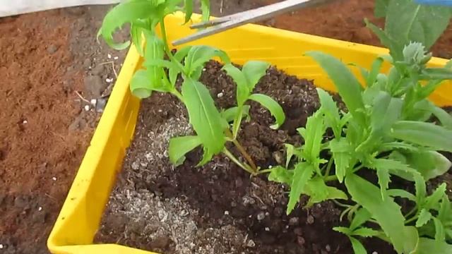 Формирую немезию 31.05.2018