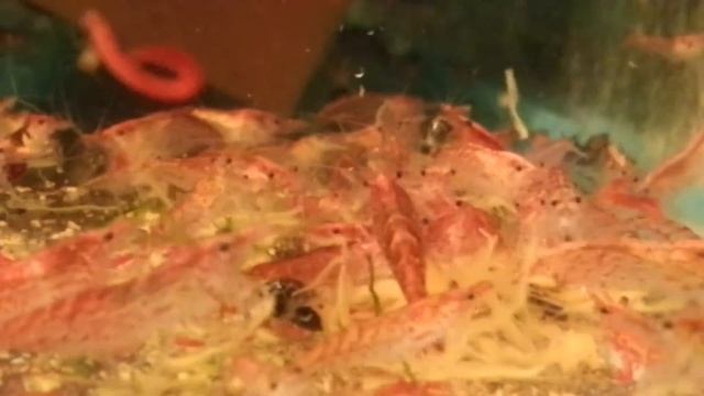 как содержать Красную креветку, wie man Halocaridina rubra enthält, turinys Halocaridina rubra