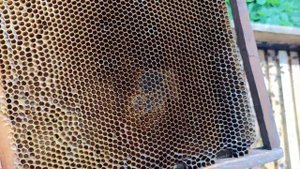 Расширение или формирование КАРПАТКИ РАБОТА С ЛЕЖАКОМ и медовыми рамками какая сушь пригодна ???