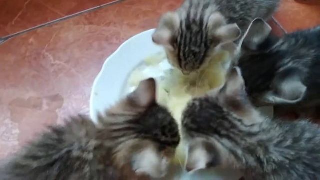 Котята кушают релакс кошки