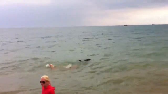 Спасение дельфина смотреть онлайн