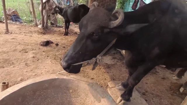 Набережная города Патна,Индия.