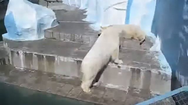 Белые медведи в Новосибирске 300 смотреть онлайн