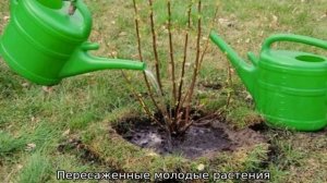 Куст жасмин: уход и выращивание в саду